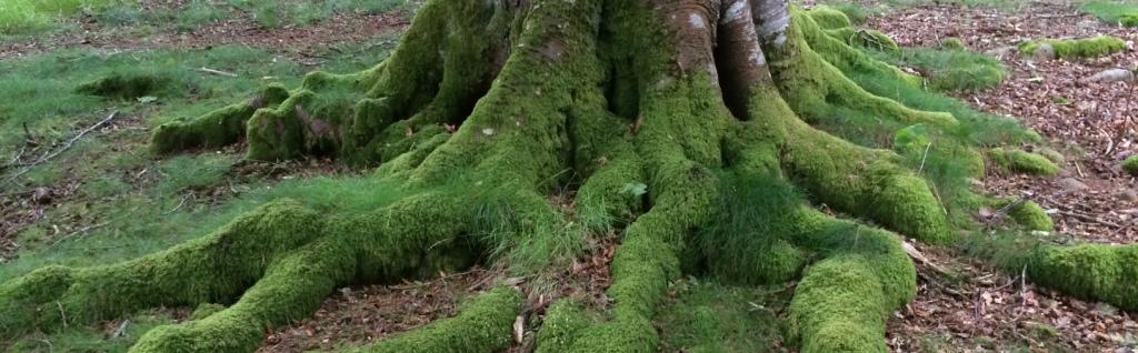 Beech roots Kinpurnie Castle